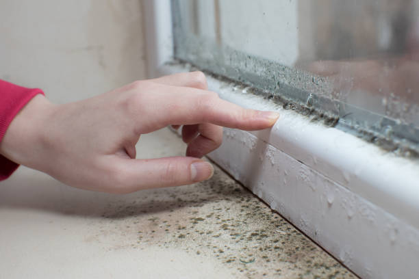 Best Forensic Mold Investigation  in Walbridge, OH