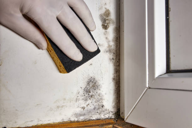 Best Biohazard Mold Removal  in Walbridge, OH